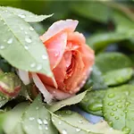 Chateau Duplex Ferme By Interhome *